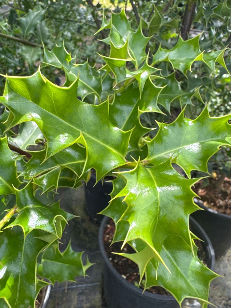 Ilex aquifolium Gemeine Stechpalme
