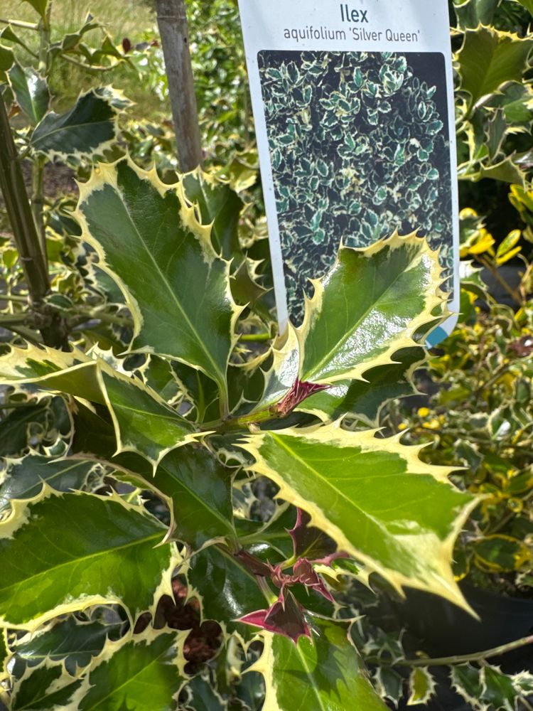 Ilex aquif.'Silver Queen' Weißbunte Stechpalme 'Silver Queen'