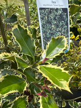 Ilex aquif.'Silver Queen' Weißbunte Stechpalme 'Silver Queen'