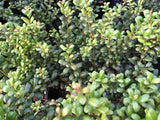 Ilex crenata 'Convexa' Löffel-Ilex