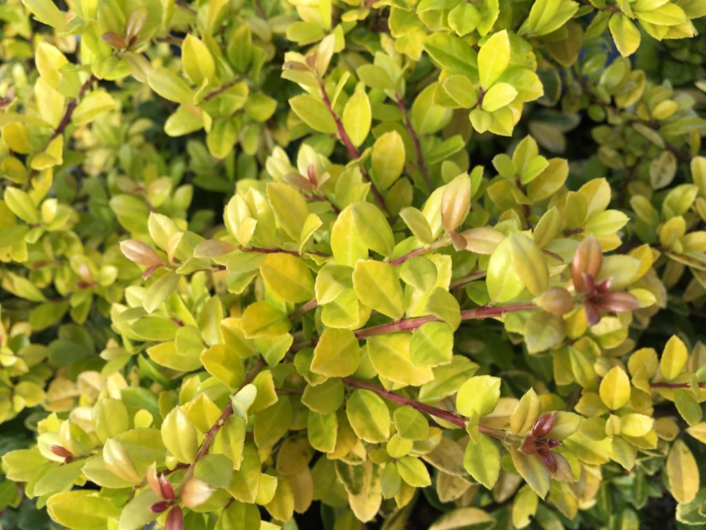 Ilex crenata 'Golden Gem' Gelber Berg-Ilex