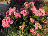 Rosa 'Dornröschenschloss Sababurg'  -R-STR III Strauchrose 'Dornröschenschl.Sababg.'  -R-