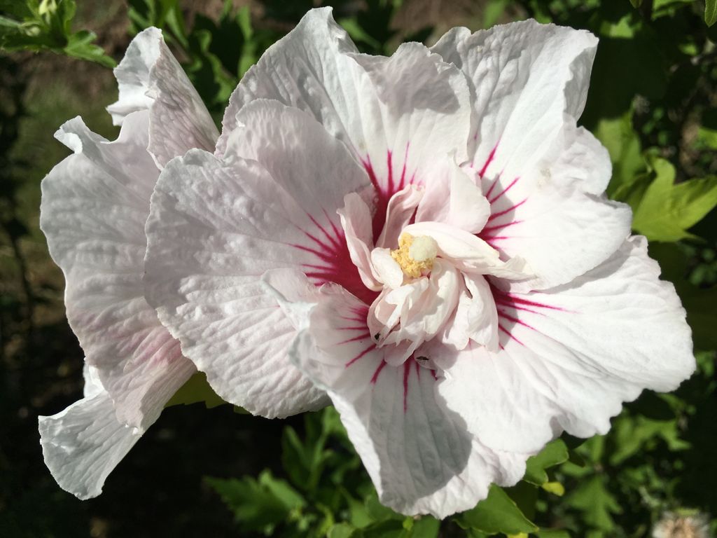 Hibiscus syriacus 'China Chiffon'  -R- Garteneibisch 'China Chiffon'  -R-