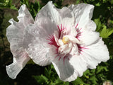 Hibiscus syriacus 'China Chiffon'  -R- Garteneibisch 'China Chiffon'  -R-