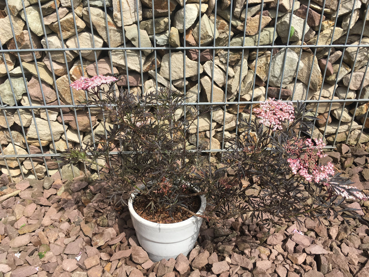 Sambucus nigra 'Black Lace'  -R--S- Schwarzer Holunder 'Black Lace'  -R--S-