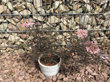 Sambucus nigra 'Black Lace'  -R--S- Schwarzer Holunder 'Black Lace'  -R--S-