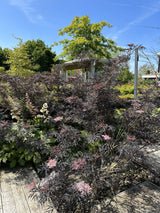 Sambucus nigra 'Black Lace'  -R--S- Schwarzer Holunder 'Black Lace'  -R--S-