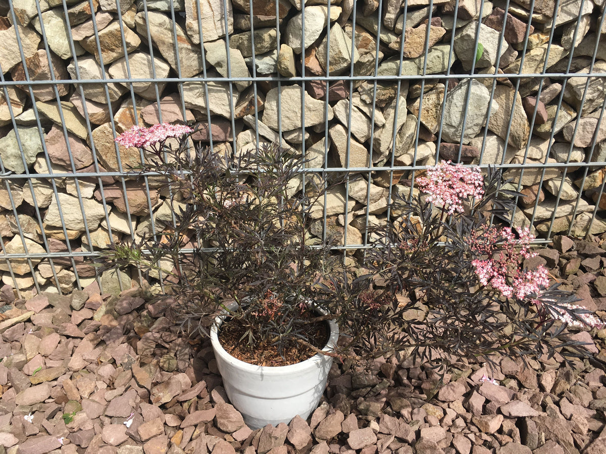 Sambucus nigra 'Black Lace'  -R--S- Schwarzer Holunder 'Black Lace'  -R--S-