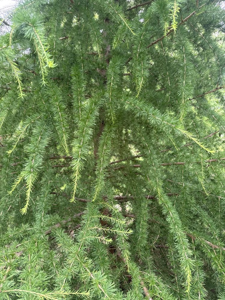 Larix decidua Europäische Lärche