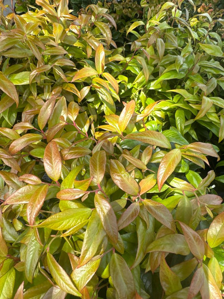 Leucothoe 'Scarletta'  -R- Traubenmyrte 'Scarletta'  -R-