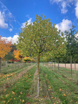 Platanus hispanica 'Alphens Globe' Platane 'Alphens Globe'