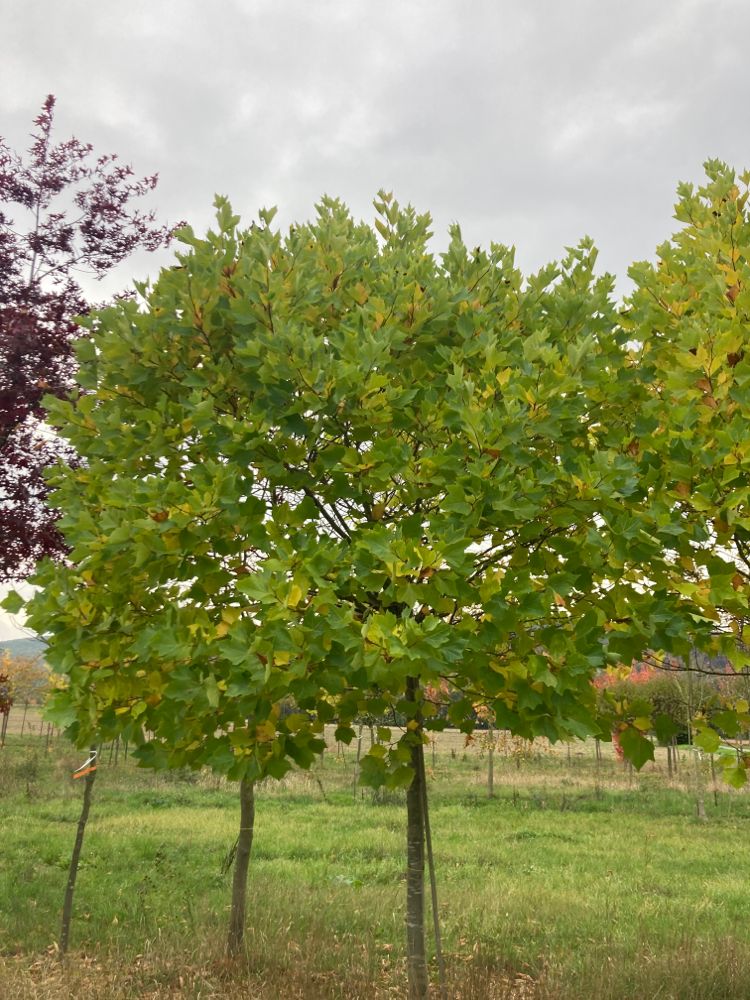 Platanus hispanica 'Alphens Globe' Platane 'Alphens Globe'