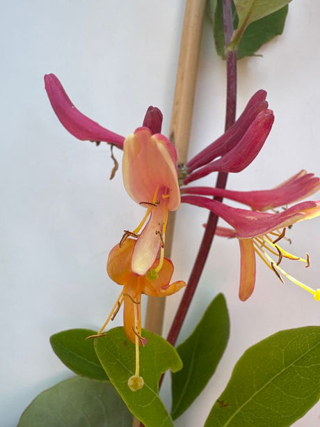Lonicera periclymenum Wald-Geißschlinge