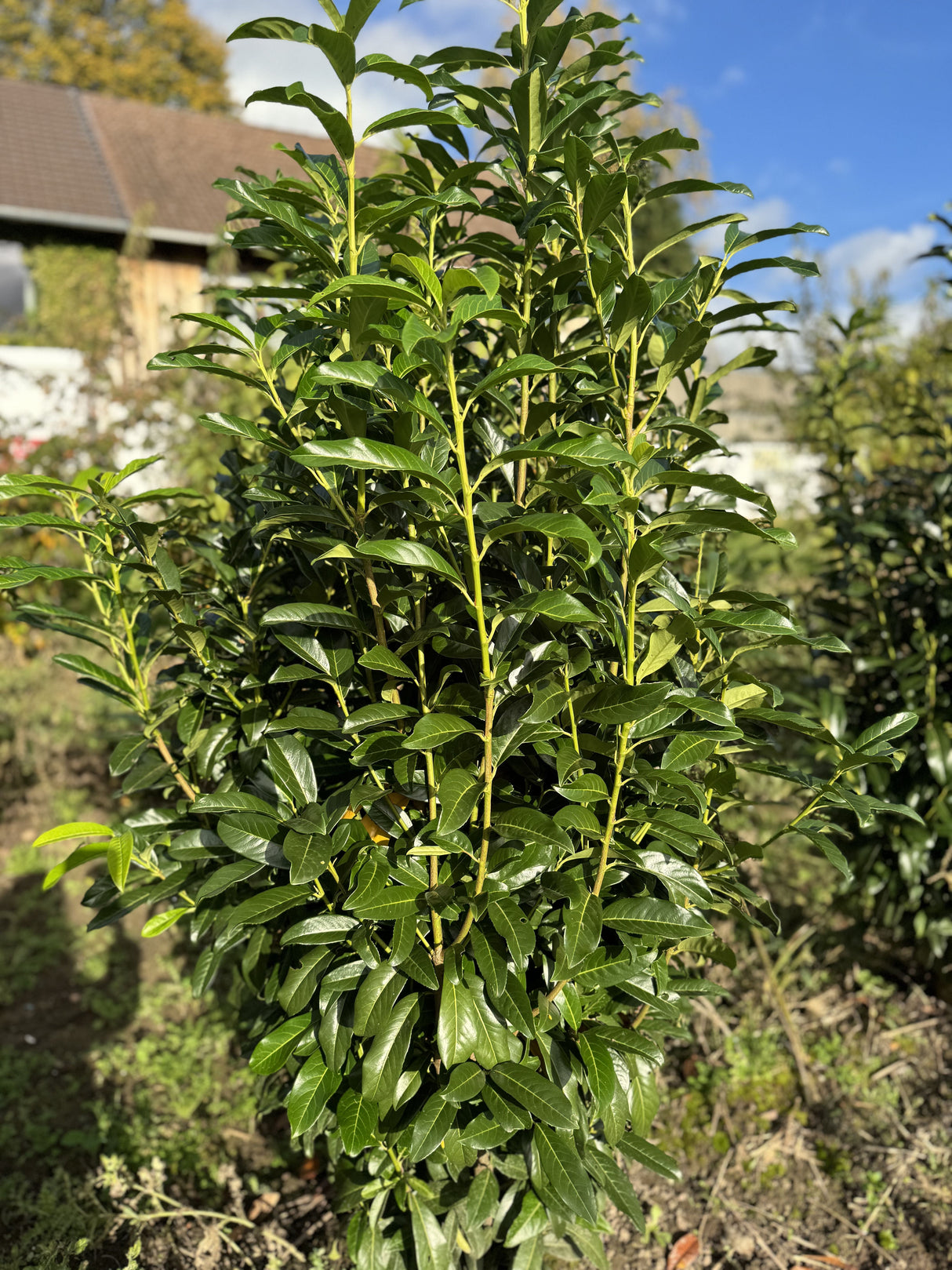 Prunus lauroc.'Genolia'  -R- Lorbeerkirsche 'Genolia'  -R-
