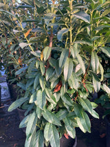 Prunus lauroc.'Genolia'  -R- Lorbeerkirsche 'Genolia'  -R-