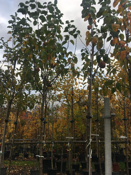 Malus 'Jamba 69'                       CAC Apfel 'Jamba 69'                      früh