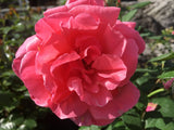Rosa 'Elbflorenz'                       TH V Edelrose 'Elbflorenz'             ADR-Rose