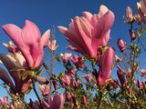 Magnolia 'Susan' Niedrige Magnolie 'Susan'