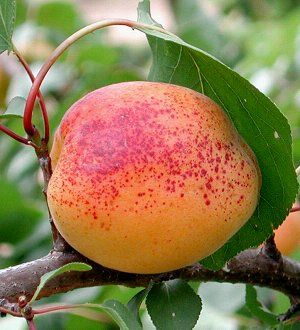 Prunus arm.'Clarina'  -S-              CAC Aprikose 'Clarina'  -S-