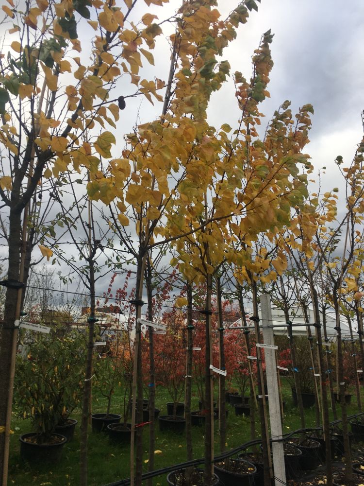 Prunus arm.'Clarina'  -S-              CAC Aprikose 'Clarina'  -S-
