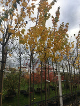 Prunus arm.'Clarina'  -S-              CAC Aprikose 'Clarina'  -S-