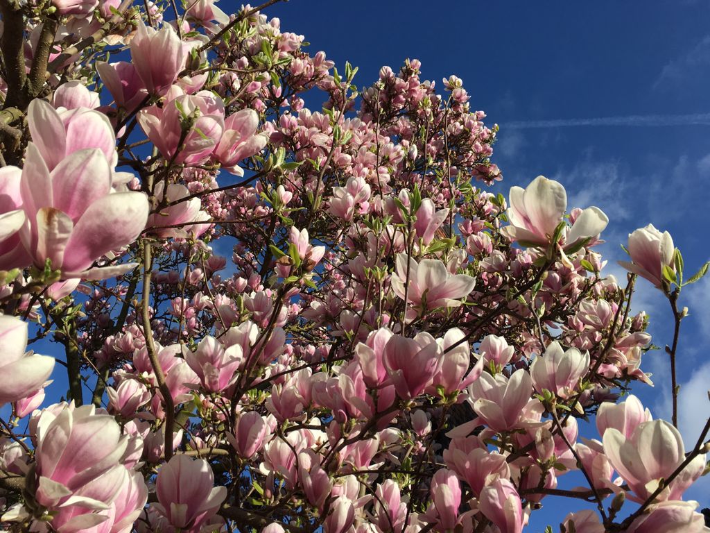 Magnolia soulangeana Tulpenmagnolie