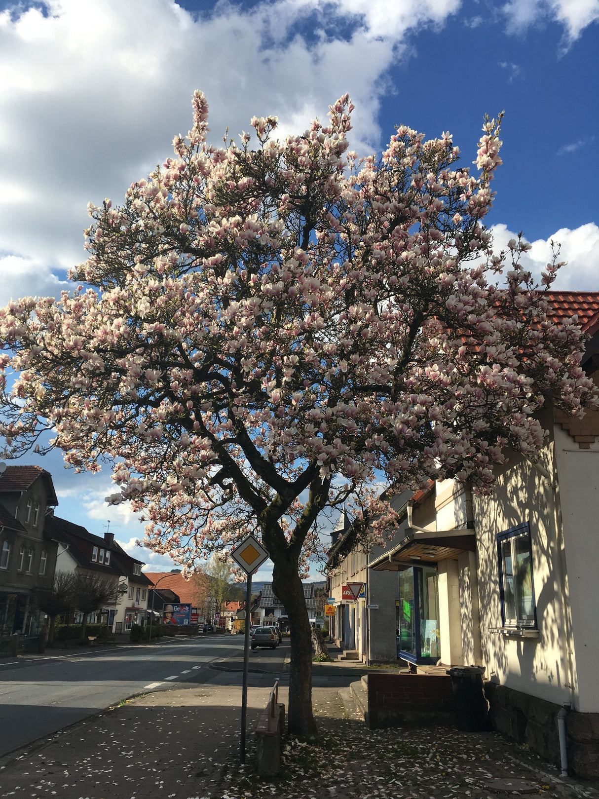 Magnolia soulangeana Tulpenmagnolie