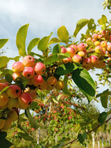 Malus 'Red Sentinel' Zierapfel 'Red Sentinel'