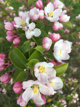 Malus 'Red Sentinel' Zierapfel 'Red Sentinel'