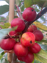 Malus 'Red Sentinel' Zierapfel 'Red Sentinel'