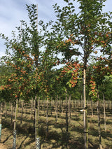 Malus 'Red Sentinel' Zierapfel 'Red Sentinel'