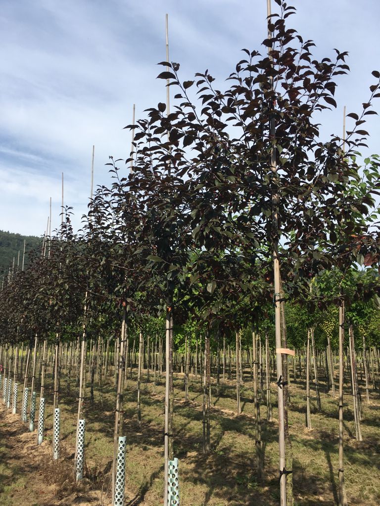 Malus 'Royalty' Zierapfel 'Royalty'