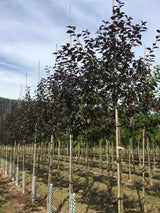 Malus 'Royalty' Zierapfel 'Royalty'