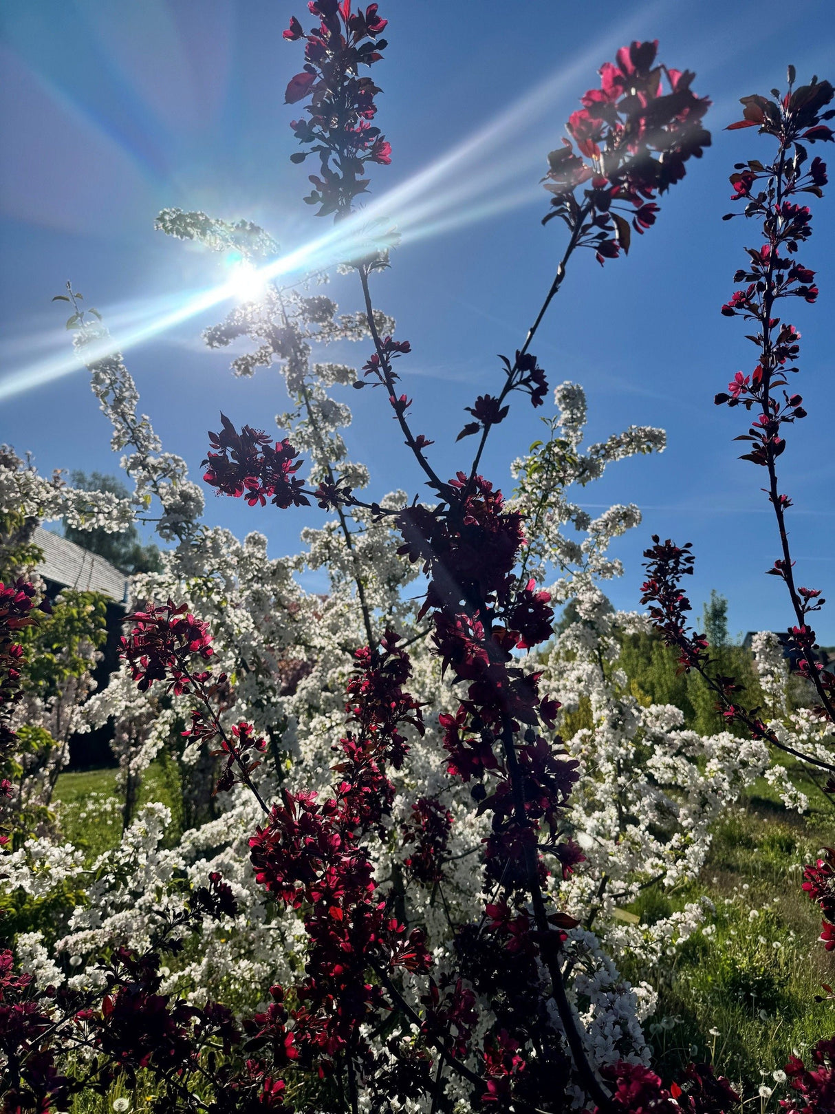 Malus 'Royalty' Zierapfel 'Royalty'
