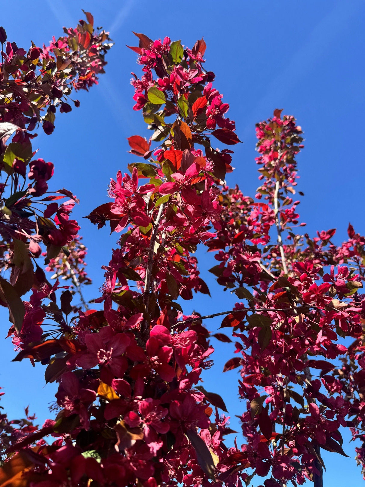 Malus 'Royalty' Zierapfel 'Royalty'