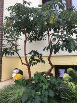 Acer griseum Zimt-Ahorn