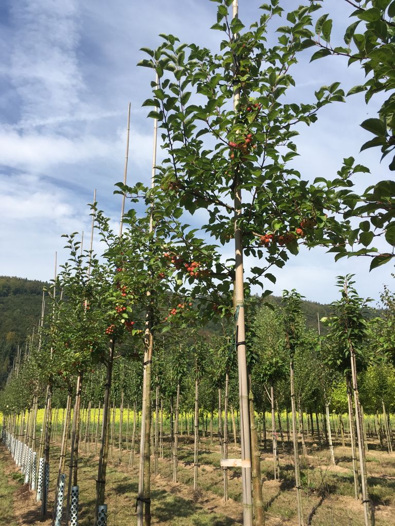 Malus 'Evereste'  -R- Zierapfel 'Evereste'  -R-