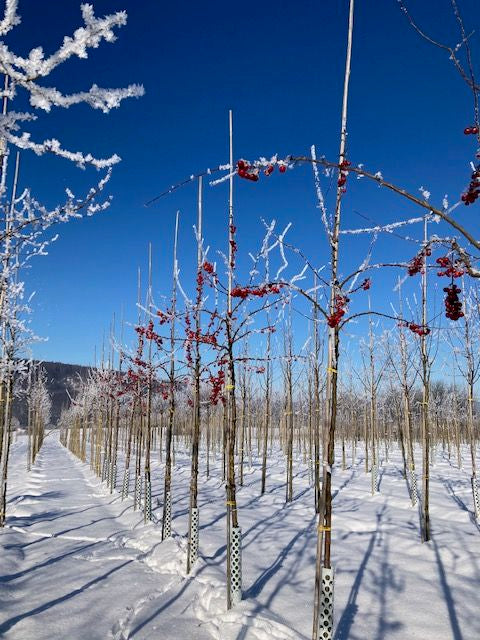 Malus 'Evereste'  -R- Zierapfel 'Evereste'  -R-