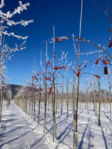 Malus 'Evereste'  -R- Zierapfel 'Evereste'  -R-
