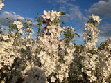 Malus 'Evereste'  -R- Zierapfel 'Evereste'  -R-