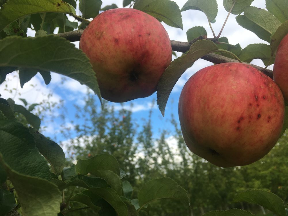 Malus 'Pinova'  -S-                    CAC Apfel 'Pinova'  -S-                 mittel