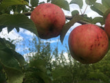 Malus 'Pinova'  -S-                    CAC Apfel 'Pinova'  -S-                 mittel