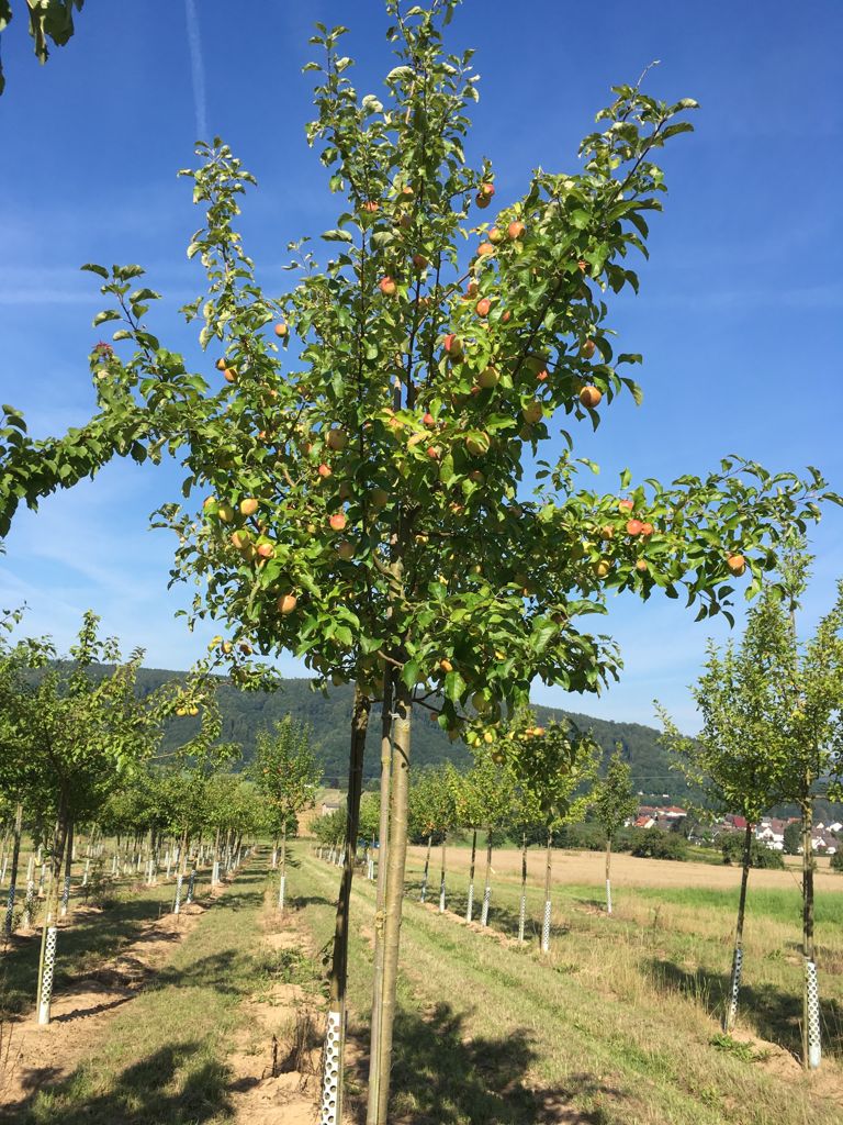 Malus 'Pinova'  -S-                    CAC Apfel 'Pinova'  -S-                 mittel
