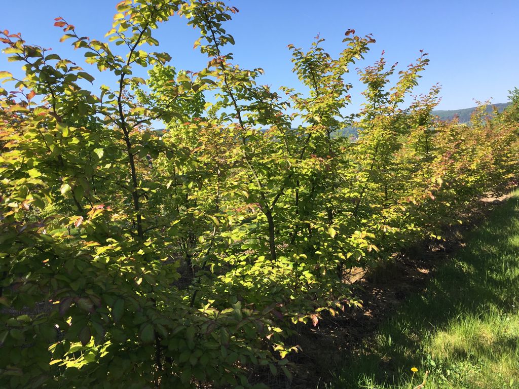 Parrotia persica 'Vanessa' Eisenbaum 'Vanessa'