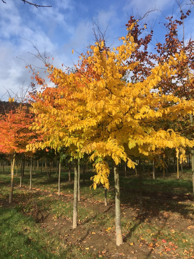 Parrotia persica 'Vanessa' Eisenbaum 'Vanessa'