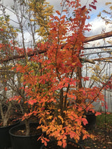 Parrotia persica 'Vanessa' Eisenbaum 'Vanessa'