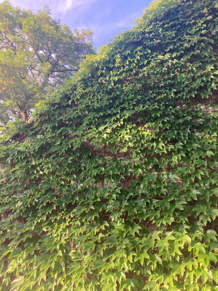 Parthenocissus quinquefolia Wilder Wein