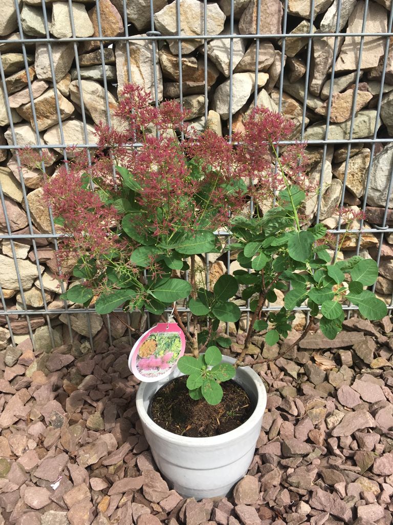 Cotinus coggygria 'Smokey Joe'  -R- Perückenstrauch 'Smokey Joe'  -R-