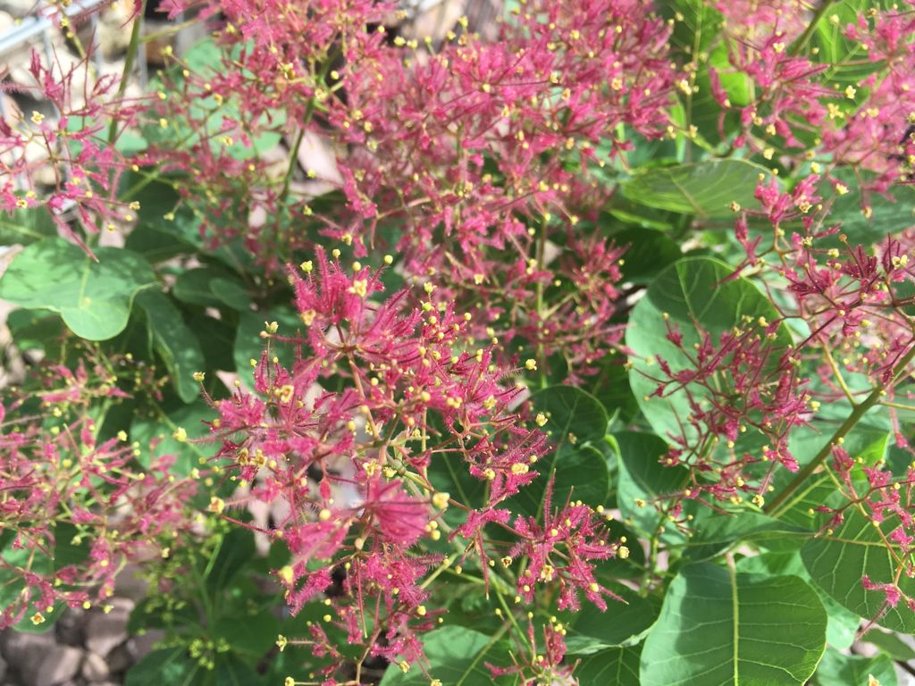 Cotinus coggygria 'Smokey Joe'  -R- Perückenstrauch 'Smokey Joe'  -R-