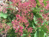 Cotinus coggygria 'Smokey Joe'  -R- Perückenstrauch 'Smokey Joe'  -R-